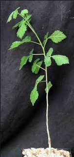 2 Seeds Commiphora oblongifolia