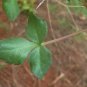 5 Seeds Commiphora schimperi