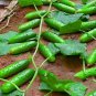 60 Seeds Compact and Tasty No-Stake Mini Cucumber Varieties