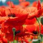 100 Seeds Corn Poppy Rose Red Flowers