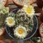 10 Seeds Coryphantha pycnacantha Rare Cactus Succulent Plants