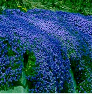 300 Seeds Creeping Thyme Blue Cress Rock