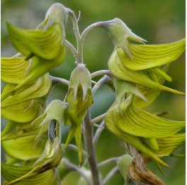 4 Seeds Crotalaria cunninghamii