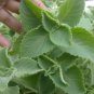 60 Seeds Cuban Oregano