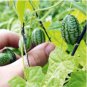 50 Seeds Cucamelons Mexican Sour Gherkins