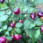 100 Seeds Cultivate Charm 'White Baby' Round Eggplant