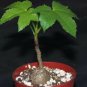 2 Seeds Cussonia natalensis Fresh Good bonsai plants