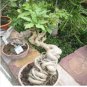 2 Seeds Cussonia natalensis Fresh Good bonsai plants