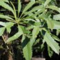 10 Seeds Cussonia spicata Tree Garden Plant