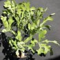 10 Seeds Cussonia spicata Tree Garden Plant