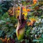 100 Seeds Cut Corpse Bonsai Flower Garden Perennial Potted Plants