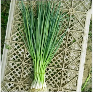 3 Seeds Cutting-Edge Cultivar Scallion