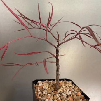 2 Seeds Cyphostemma mappia Fresh