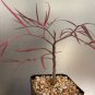 2 Seeds Cyphostemma mappia Fresh