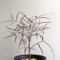 2 Seeds Cyphostemma mappia Fresh