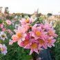 50 Seeds Dahlia Flower Pink Flowers with Whitish Centre Sing Petals