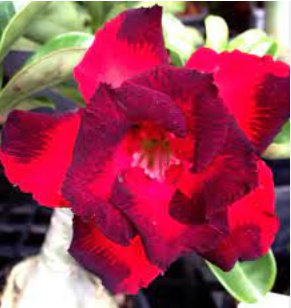 2 Seeds Dark Red Desert Rose