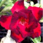 2 Seeds Dark Red Desert Rose