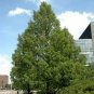 100 Seeds Dawn Redwood Tree Grove Metasequoia Glyptostroboides