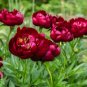 20 Seeds Deep Red Peony 'Jiaoyang' Series - Large Double Flowers