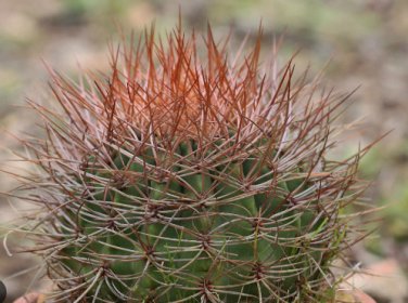 10 Seeds DENMOZA rhodacantha