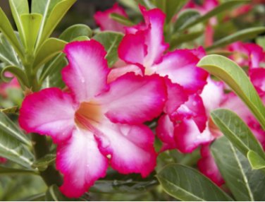 2 Seeds Desert Rose Verde Verde Ornamental Plants