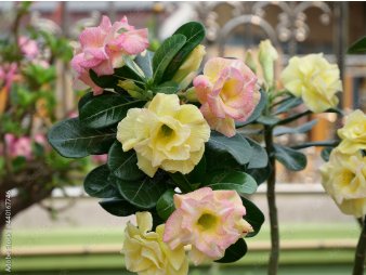2 Seeds Desert Rose Yellow Double Flowers