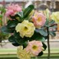 2 Seeds Desert Rose Yellow Double Flowers