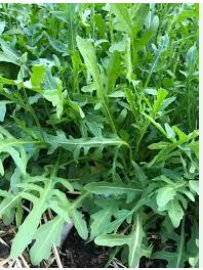 100 Seeds Diplotaxis Tenuifolia Roquette