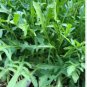 100 Seeds Diplotaxis Tenuifolia Roquette