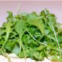 100 Seeds Diplotaxis Tenuifolia Roquette