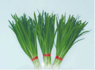 5 Seeds Divine No.1 Chinese Leek
