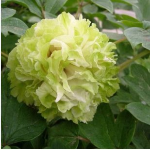 20 Seeds Double-Petaled Green Peony