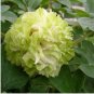 20 Seeds Double-Petaled Green Peony
