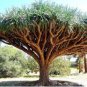 5 Seeds Dragon Tree (Dracaena Draco) fresh plant