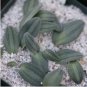 10 Seeds Drimia Anomala Succulent Plant Garden Plants