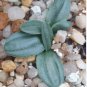 10 Seeds Drimia Anomala Succulent Plant Garden Plants