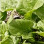 10 Seeds Dwarf Spinach