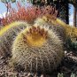 10 Seeds Echinocactus grusonii Rare Cactus Succulent Plants