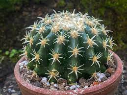 10 Seeds Echinocactus ingens Rare Cactus Succulent Plants