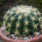 10 Seeds Echinocactus ingens Rare Cactus Succulent Plants