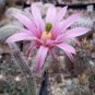 10 Seeds Echinocereus poselgeri Rare Cactus Succulent Plants