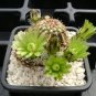 10 Seeds Echinocereus viridiflorus Rare Cactus Plants