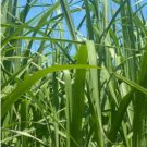 100 Seeds Elephant Grass