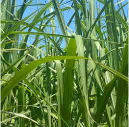 100 Seeds Elephant Grass
