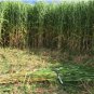 100 Seeds Elephant Grass