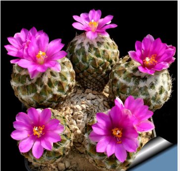 10 Seeds Encephalocarpus strobiliformis