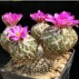 10 Seeds Encephalocarpus strobiliformis