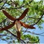 5 Seeds Entandrophragma caudatum Wooden Banana