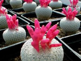 10 Seeds Epithelantha micromeris